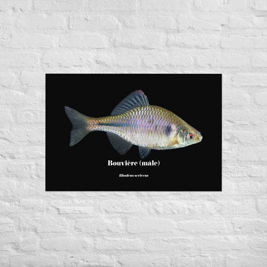 poisson artistique, affiche sur la nature, art mosaique, poster, peche, noir, couleur, bouviere